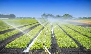 Vești bune pentru fermieri. Vor primi ajutorul de 100 de euro/ha