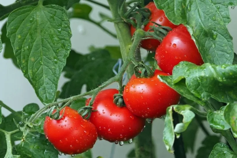 Guvernul va aloca 125 de milioane de lei producătorilor agricoli care cultivă legume în sere