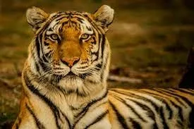 Un tigru a omorât un om la Grădina Zoologică Pitești