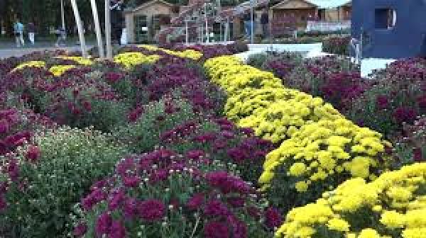 Festivalului Florilor de Toamnă la Brăila