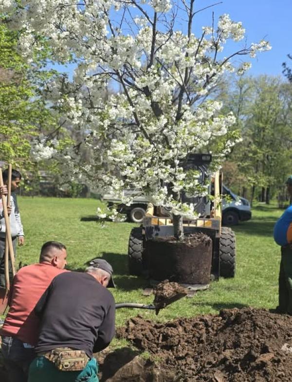 Administraţia Lacuri, Parcuri şi Agrement Bucureşti ă plantări &icirc;n cea mai mare grădină japoneză din Europa