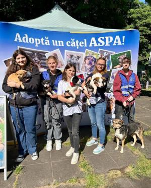 Canicross și târgul de adopții de căței, București - 2025