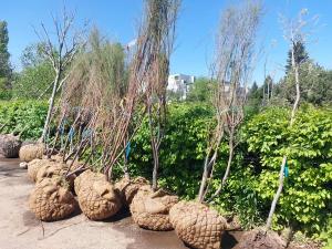 Plantări de arbori și arbuști ornamentali în Parcul Circului