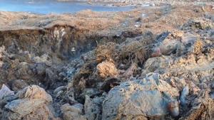 Procurorii verifică dacă miile de oi &icirc;necate &icirc;n Marea Neagră au fost incinerate