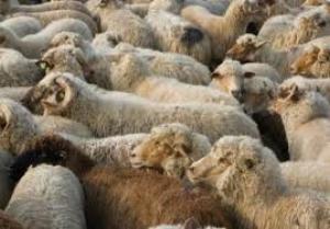 Rom&acirc;nia &icirc;și consolidează poziția pe piața din Algeria cu exporturi de peste 1 milion de ovine