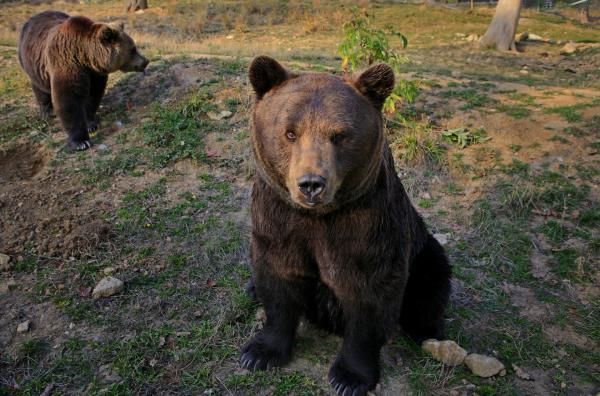 Reacția ministrului Mediului după atacul de la Predeal: orice urs care pune în pericol viața omului trebuie împușcat