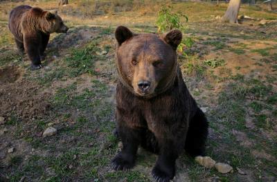 Reacția ministrului Mediului după atacul de la Predeal: orice urs care pune &icirc;n pericol viața omului trebuie &icirc;mpușcat