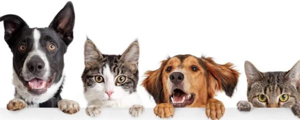 Continuăm campaniile de sterilizări &icirc;n cartierele din oraș‼