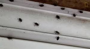 Ploșnițele au „invadat” un hotel din Tg.