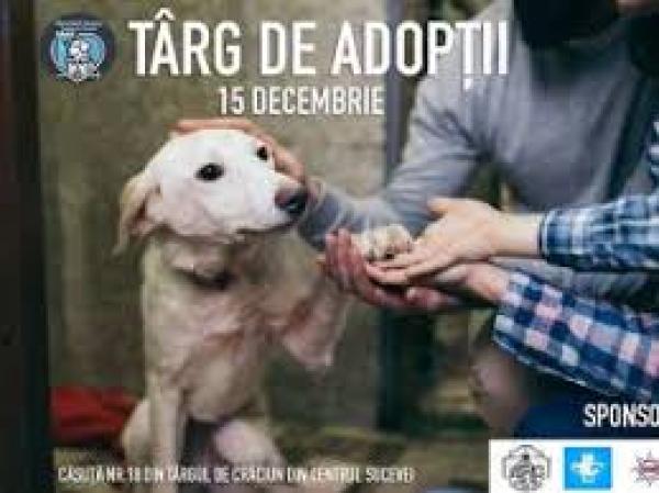 T&acirc;rg de Adopții de căței pe esplanada Casei de Cultură Suceava