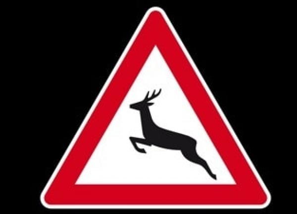 Animalele sălbatice care invadează intravilanul Iașului vor fi capturate