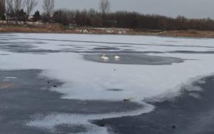 Patru lebede blocate &icirc;n gheață &icirc;n B&acirc;rlad, eliberate de pompieri