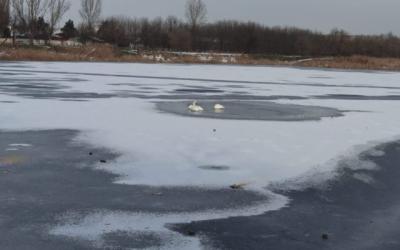 Patru lebede blocate în gheață în Bârlad, eliberate de pompieri
