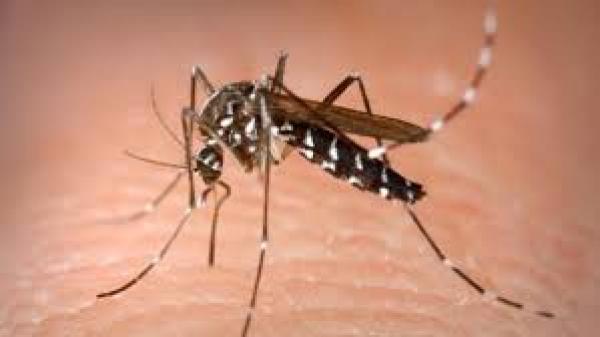 Primul caz de infectare cu virusul West Nile din acest sezon