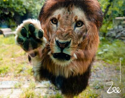 Copiii, părinții și bunicii, invitați la o aventură colorată la Grădina Zoologică din București