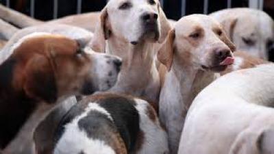 20 de percheziții &icirc;ntr-o anchetă privind uciderea ilegală a c&acirc;inilor fără stăp&acirc;n. Polițiștii verifică adăposturi și primării