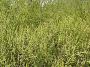 Proprietarii terenurilor cu ambrozie vor fi obligați să distrugă buruiana