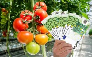 Statul alocă 350 de milioane de lei pentru agricultorii care cultivă legume în sere și solarii