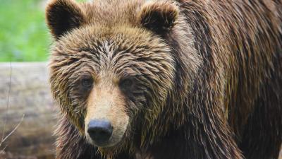 Protest la Ministerul Mediului. Participanții cer abrogarea legii care permite v&acirc;nătoarea masivă a urșilor