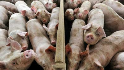 Țăranii rom&acirc;ni vor putea vinde porci &icirc;n perioada Crăciunului