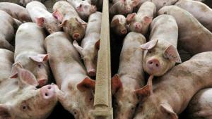Țăranii români vor putea vinde porci în perioada Crăciunului
