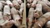Țăranii rom&acirc;ni vor putea vinde porci &icirc;n perioada Crăciunului