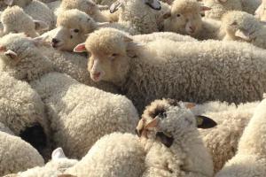 Florin Barbu: Vești bune pentru fermierii noștri, am obținut reluarea exporturilor de carne și animale vii în Turcia