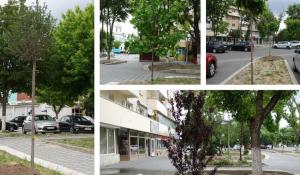 Plantare de arbori și arbuști în municipiul Călărași