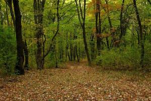 Se majorează prima anuală acordată deținătorilor de terenuri pe care sunt efectuate împăduriri