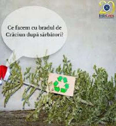 Ce facem cu brazii după sărbători?